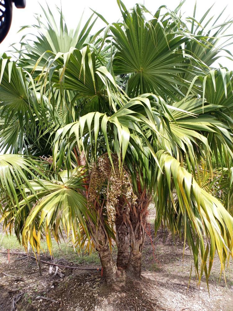 thrinax-radiata-florida-thatch-palm