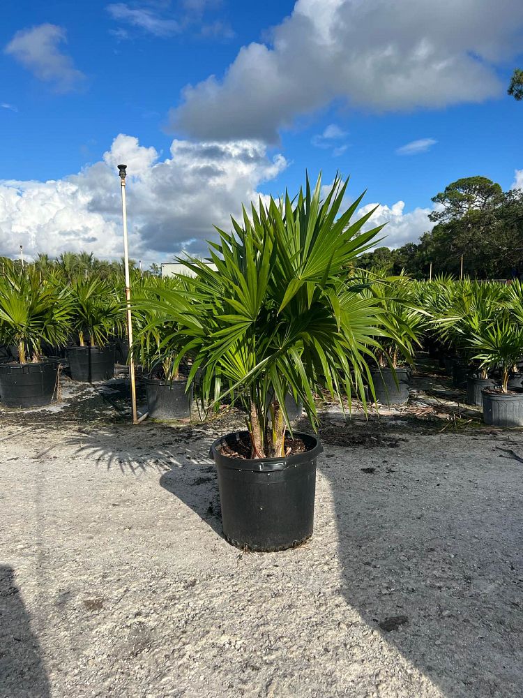 thrinax-radiata-florida-thatch-palm