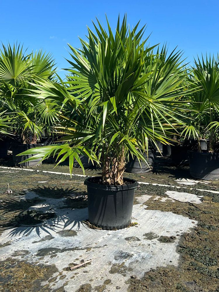 thrinax-radiata-florida-thatch-palm