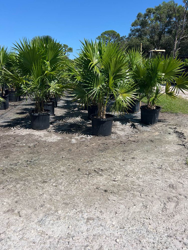 thrinax-radiata-florida-thatch-palm