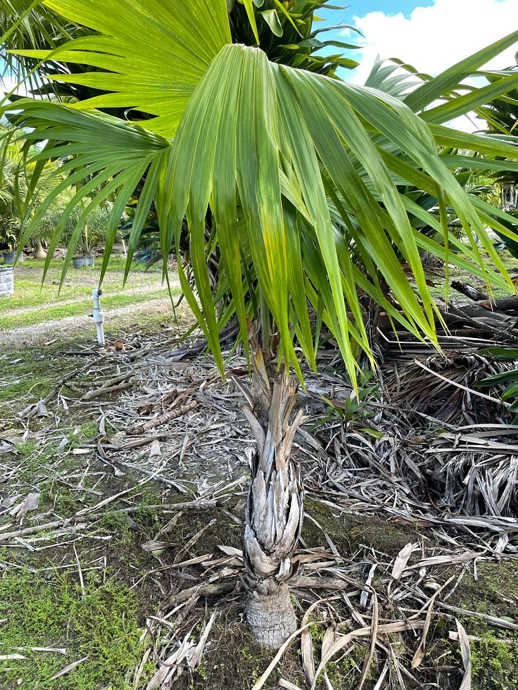 thrinax-radiata-florida-thatch-palm