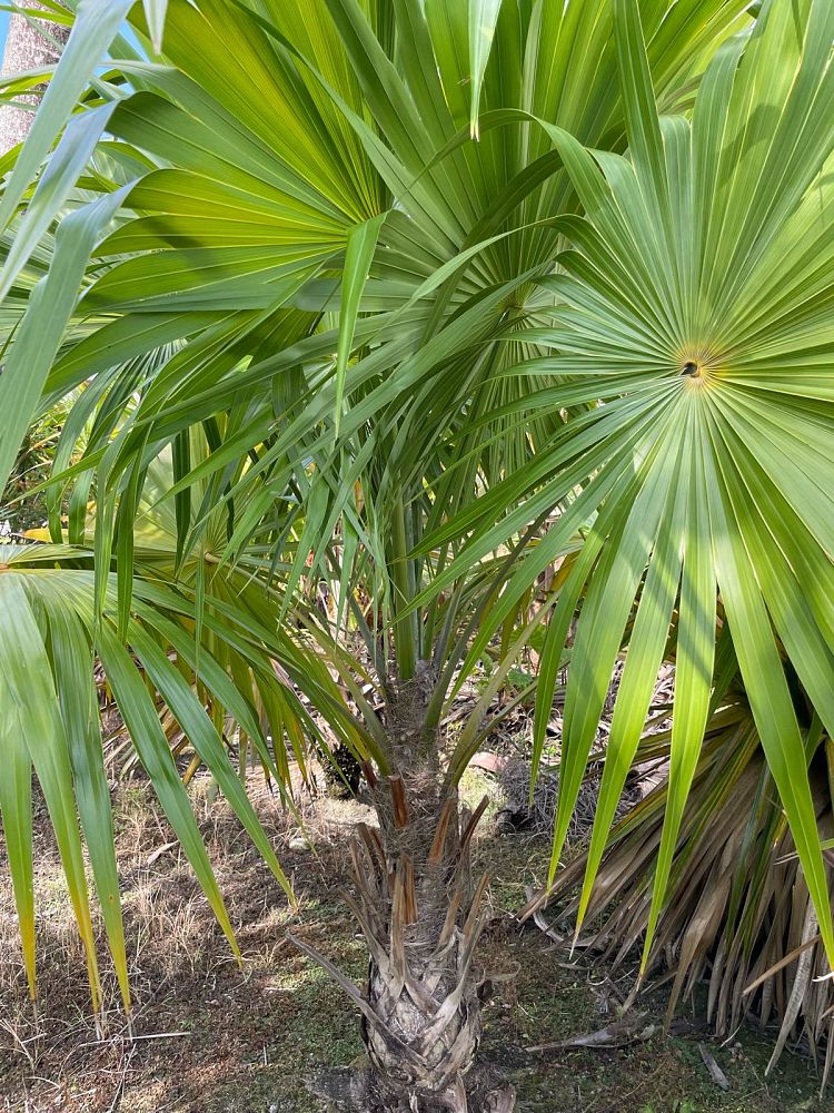 thrinax-radiata-florida-thatch-palm