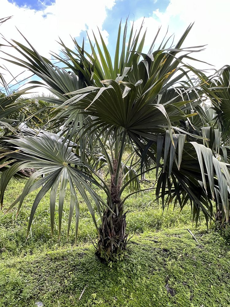 thrinax-radiata-florida-thatch-palm