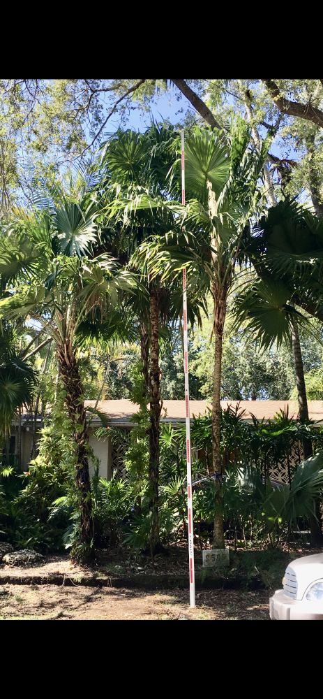 thrinax-radiata-florida-thatch-palm
