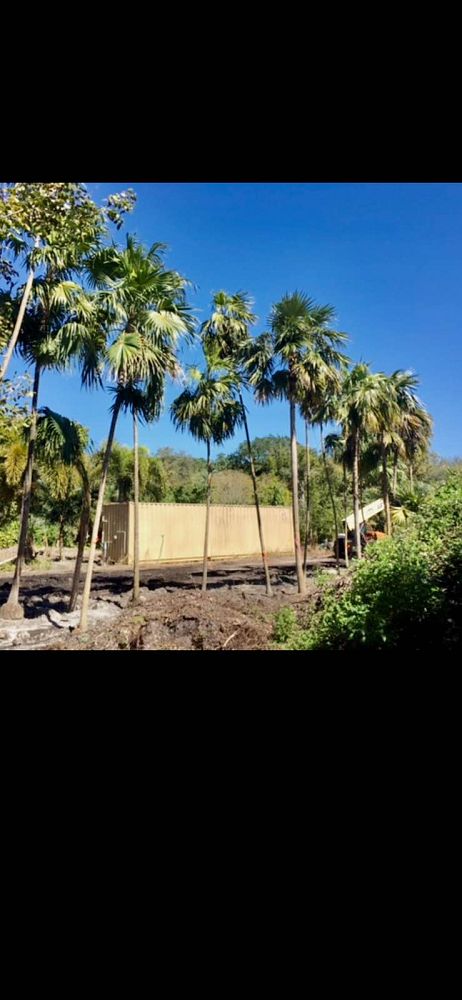 thrinax-radiata-florida-thatch-palm
