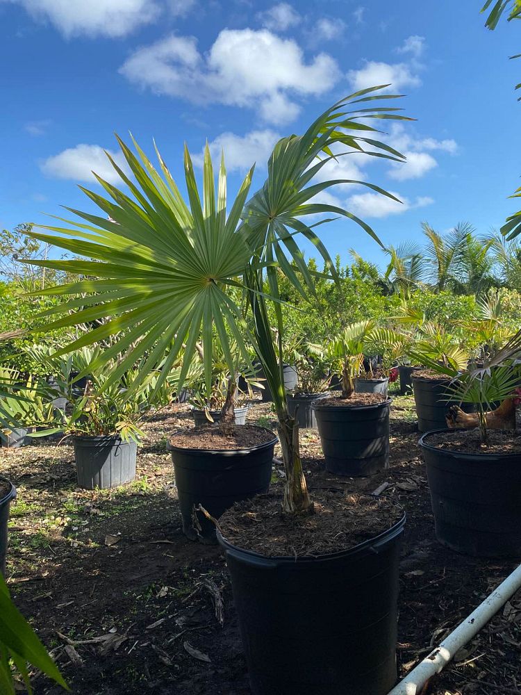 thrinax-radiata-florida-thatch-palm