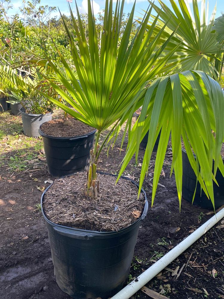thrinax-radiata-florida-thatch-palm