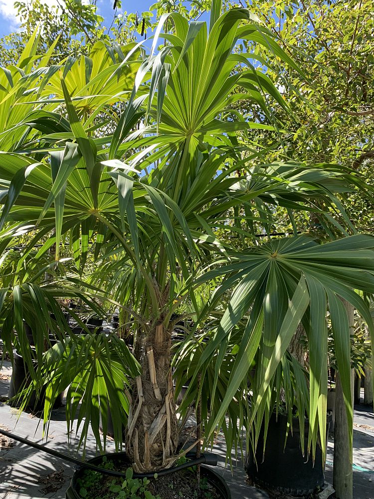 thrinax-radiata-florida-thatch-palm