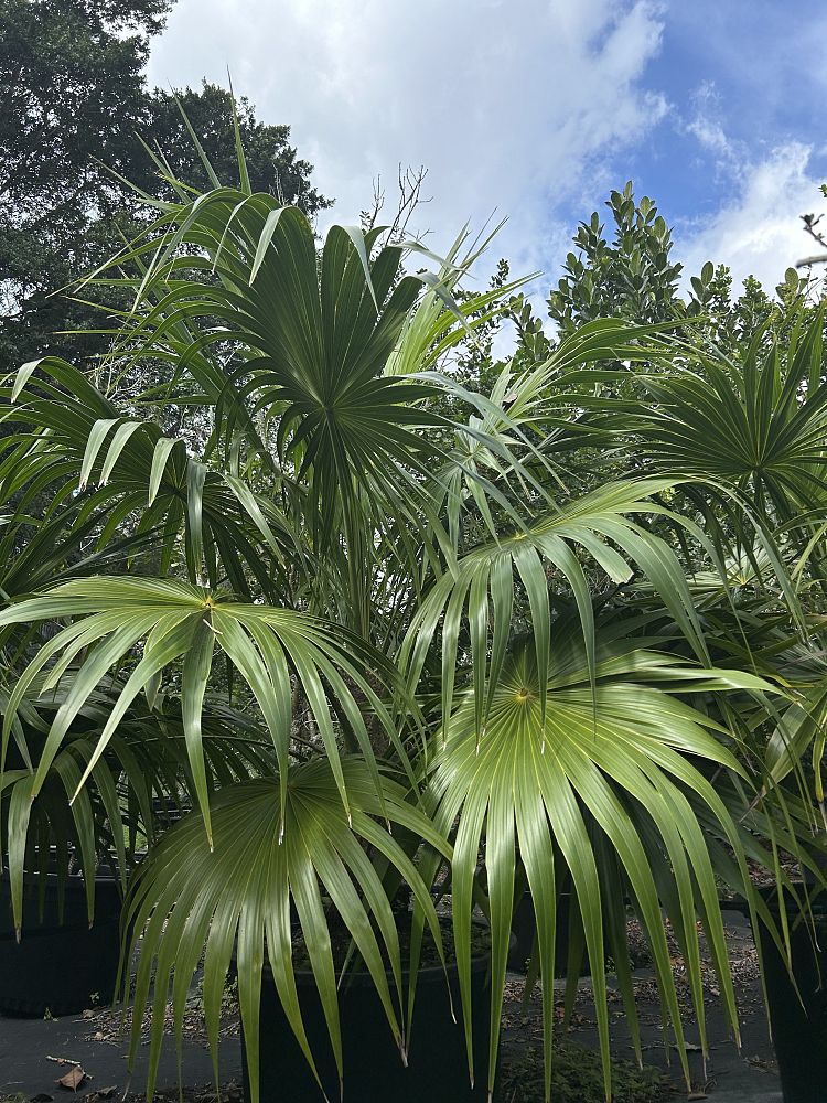 thrinax-radiata-florida-thatch-palm