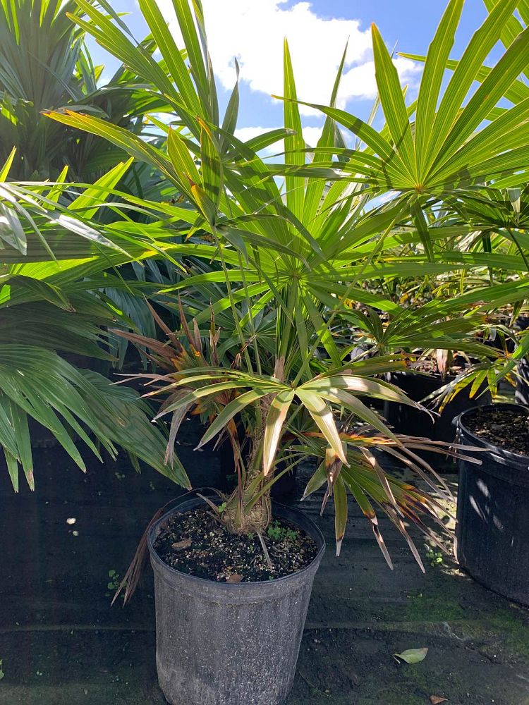 thrinax-radiata-florida-thatch-palm