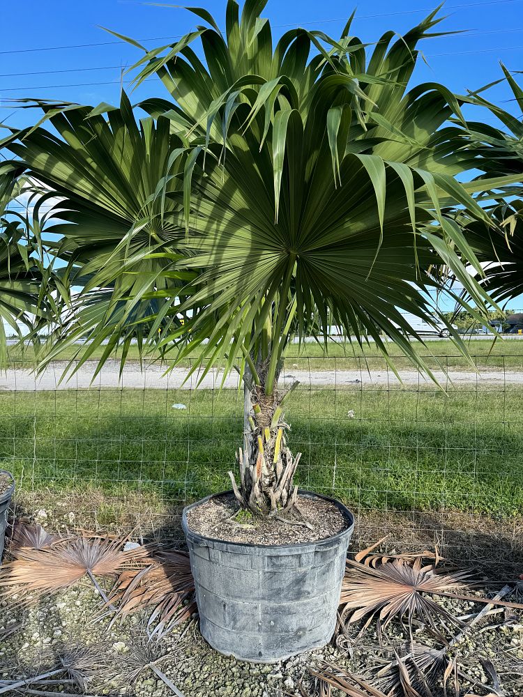 thrinax-radiata-florida-thatch-palm