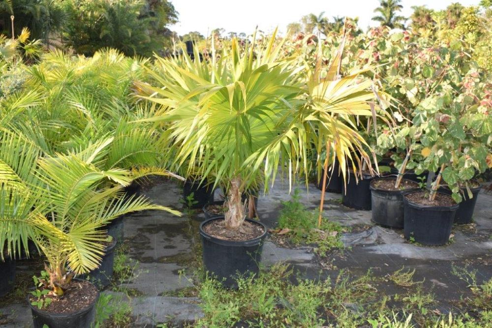 thrinax-radiata-florida-thatch-palm