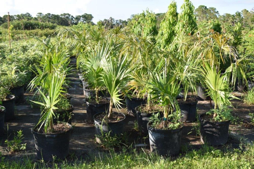 thrinax-radiata-florida-thatch-palm