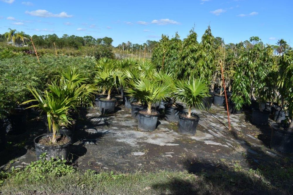 thrinax-radiata-florida-thatch-palm