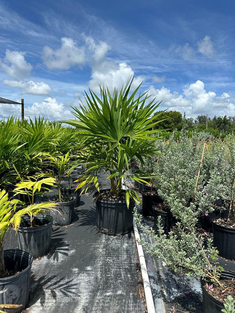 thrinax-radiata-florida-thatch-palm