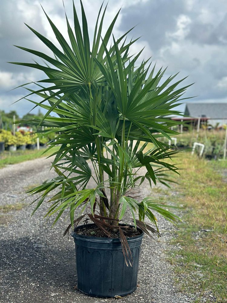 thrinax-radiata-florida-thatch-palm
