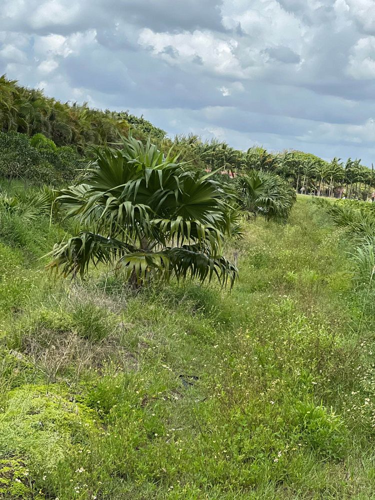 thrinax-radiata-florida-thatch-palm