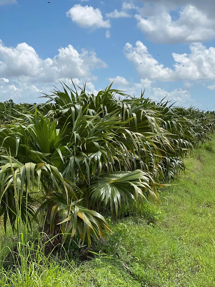 thrinax-radiata-florida-thatch-palm