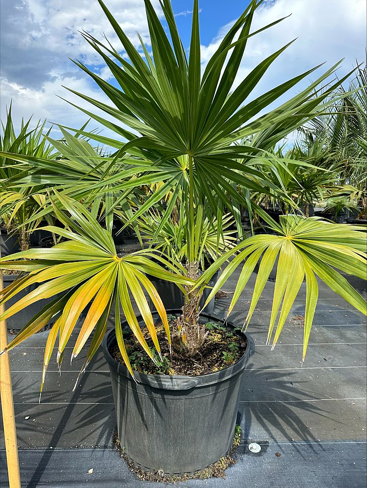 thrinax-radiata-florida-thatch-palm