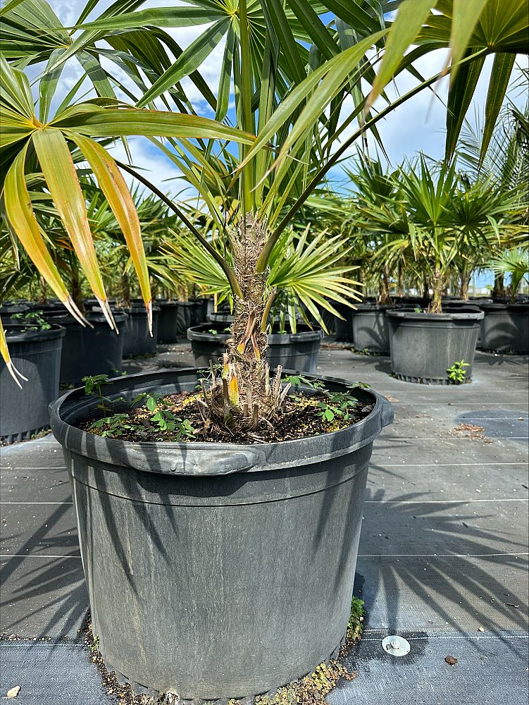 thrinax-radiata-florida-thatch-palm