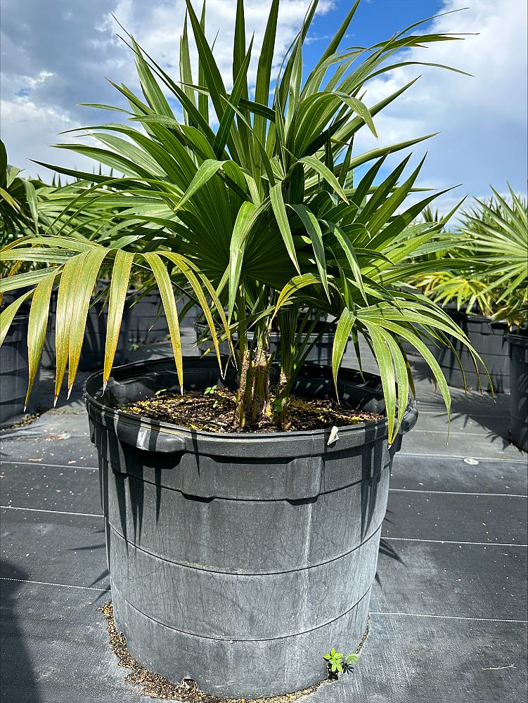 thrinax-radiata-florida-thatch-palm