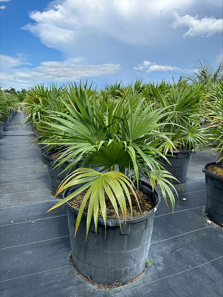 thrinax-radiata-florida-thatch-palm