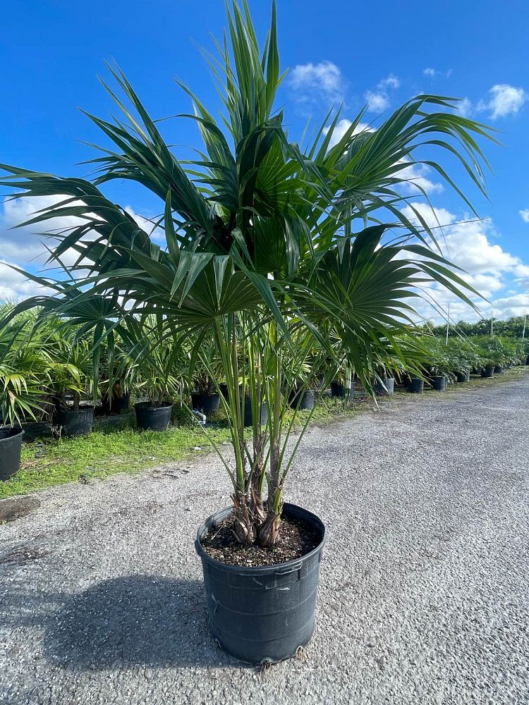 thrinax-radiata-florida-thatch-palm