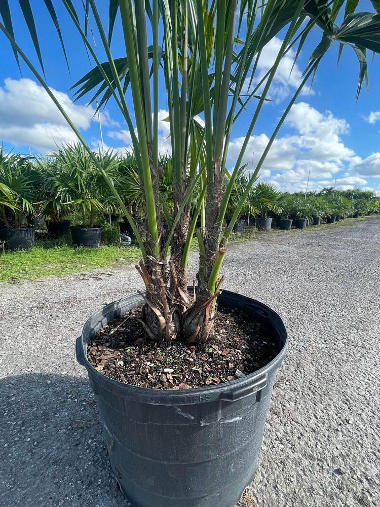 thrinax-radiata-florida-thatch-palm
