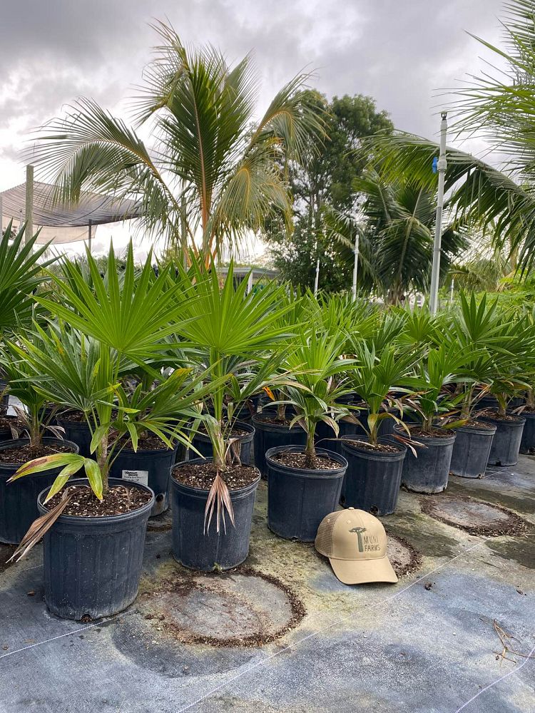 thrinax-radiata-florida-thatch-palm
