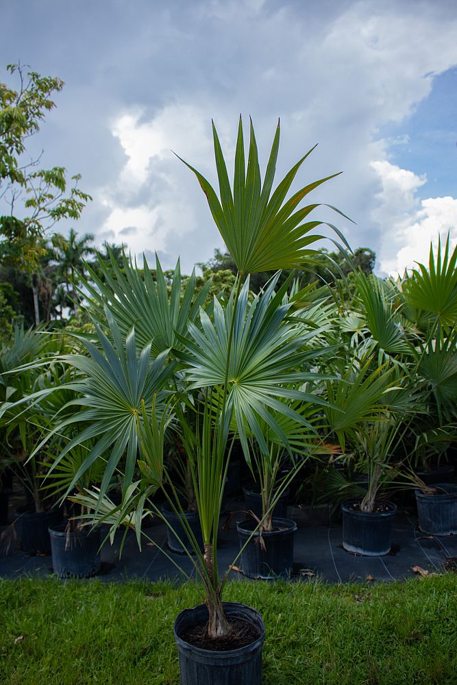 thrinax-radiata-florida-thatch-palm