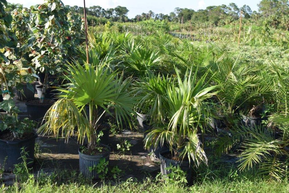 thrinax-radiata-florida-thatch-palm
