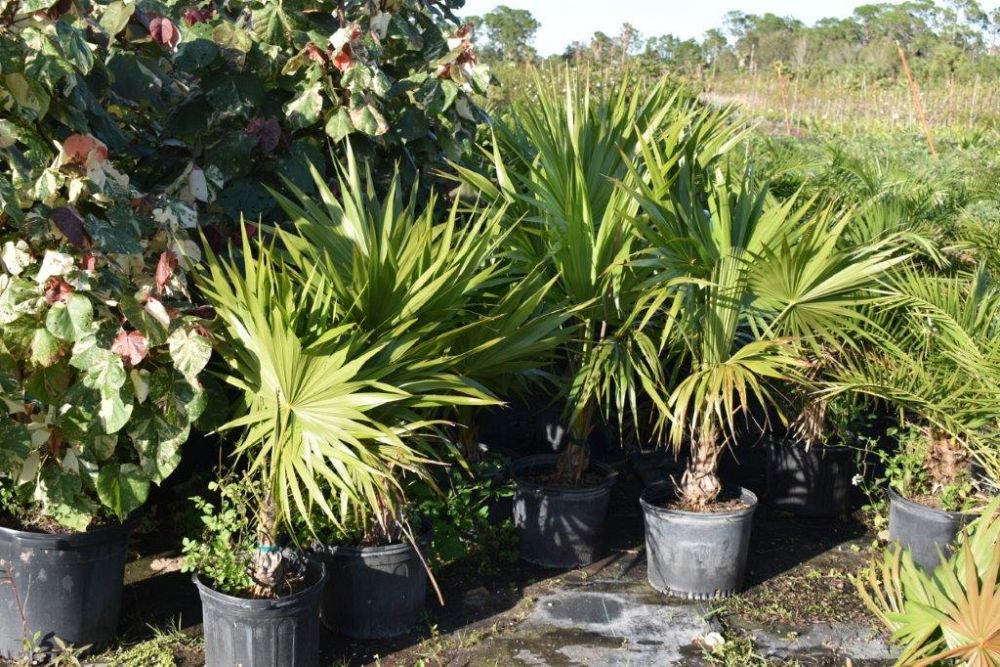 thrinax-radiata-florida-thatch-palm