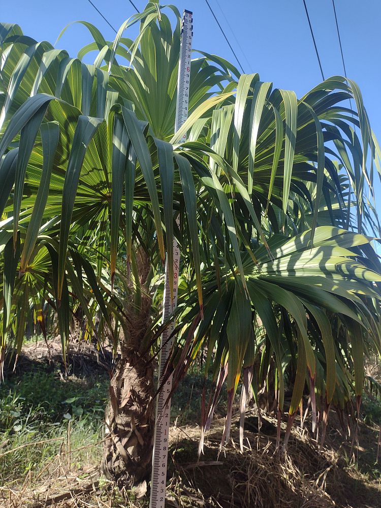 thrinax-radiata-florida-thatch-palm