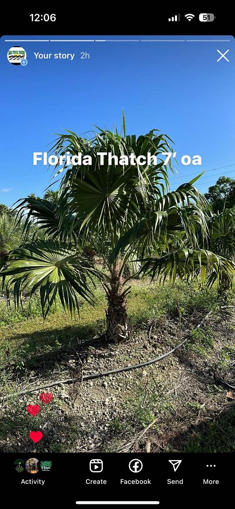 thrinax-radiata-florida-thatch-palm