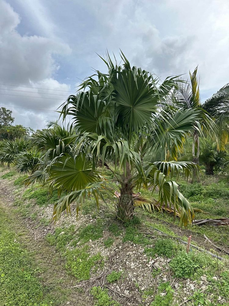 thrinax-radiata-florida-thatch-palm