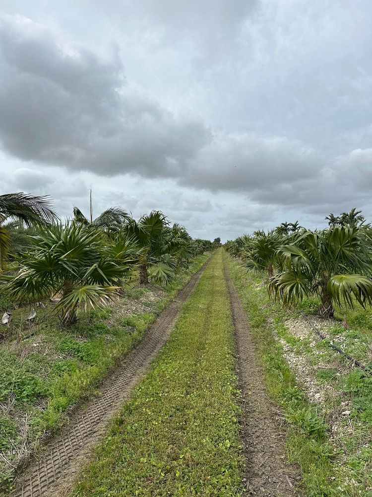 thrinax-radiata-florida-thatch-palm