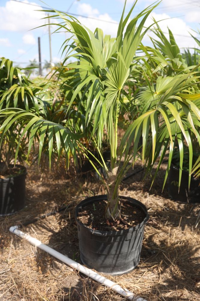 thrinax-radiata-florida-thatch-palm