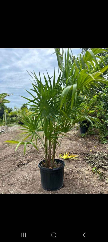 thrinax-radiata-florida-thatch-palm