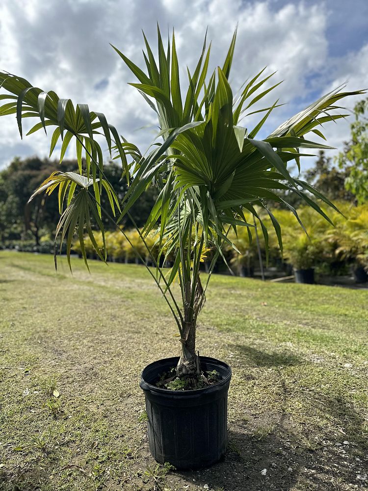 thrinax-radiata-florida-thatch-palm