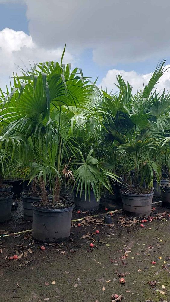 thrinax-radiata-florida-thatch-palm