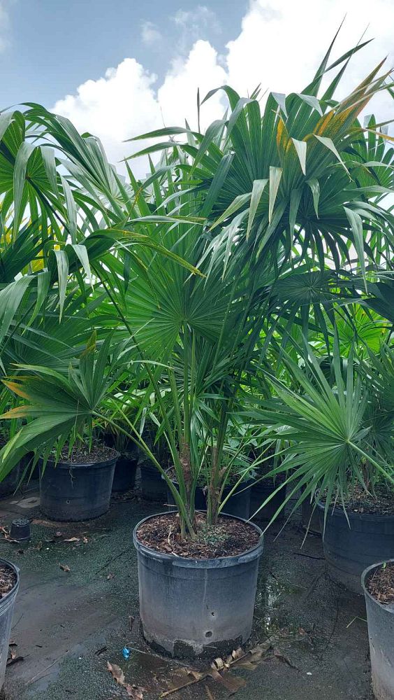 thrinax-radiata-florida-thatch-palm