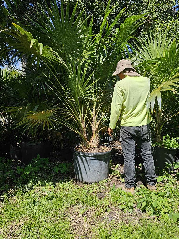 thrinax-radiata-florida-thatch-palm