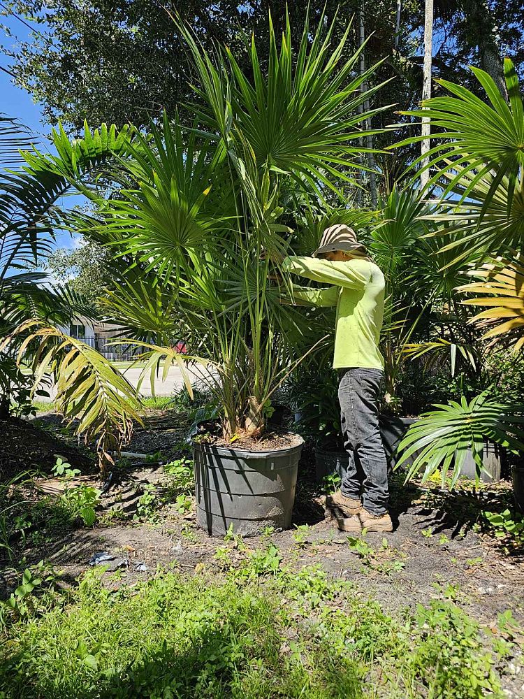 thrinax-radiata-florida-thatch-palm