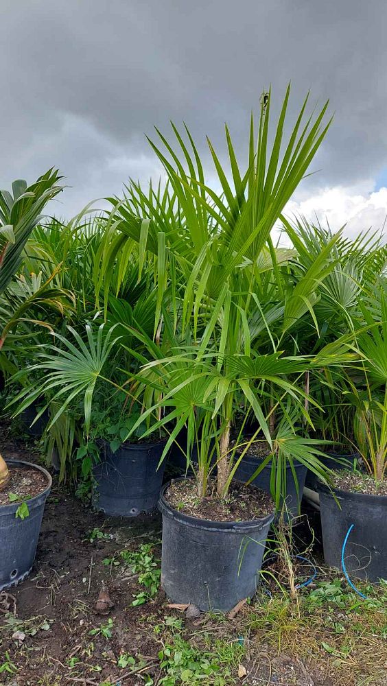 thrinax-radiata-florida-thatch-palm