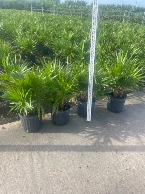 thrinax-radiata-florida-thatch-palm