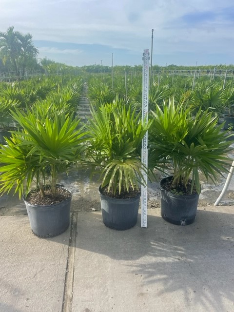 thrinax-radiata-florida-thatch-palm
