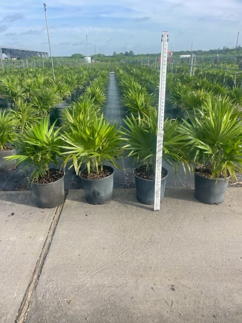 thrinax-radiata-florida-thatch-palm