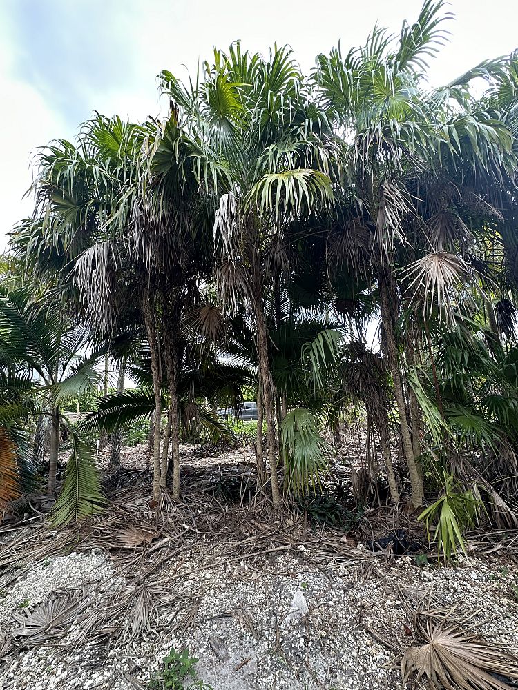 thrinax-radiata-florida-thatch-palm