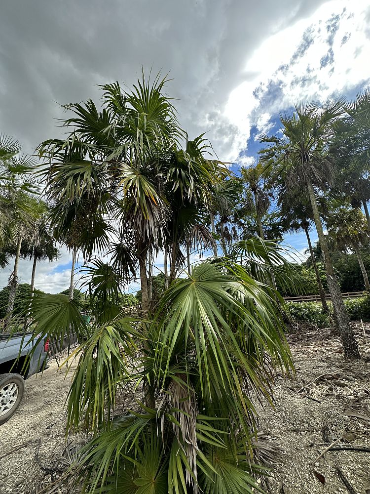 thrinax-radiata-florida-thatch-palm