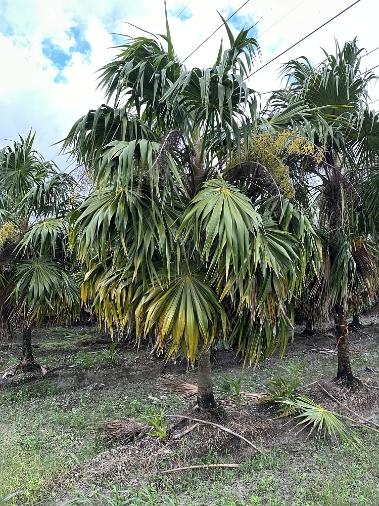 thrinax-radiata-florida-thatch-palm